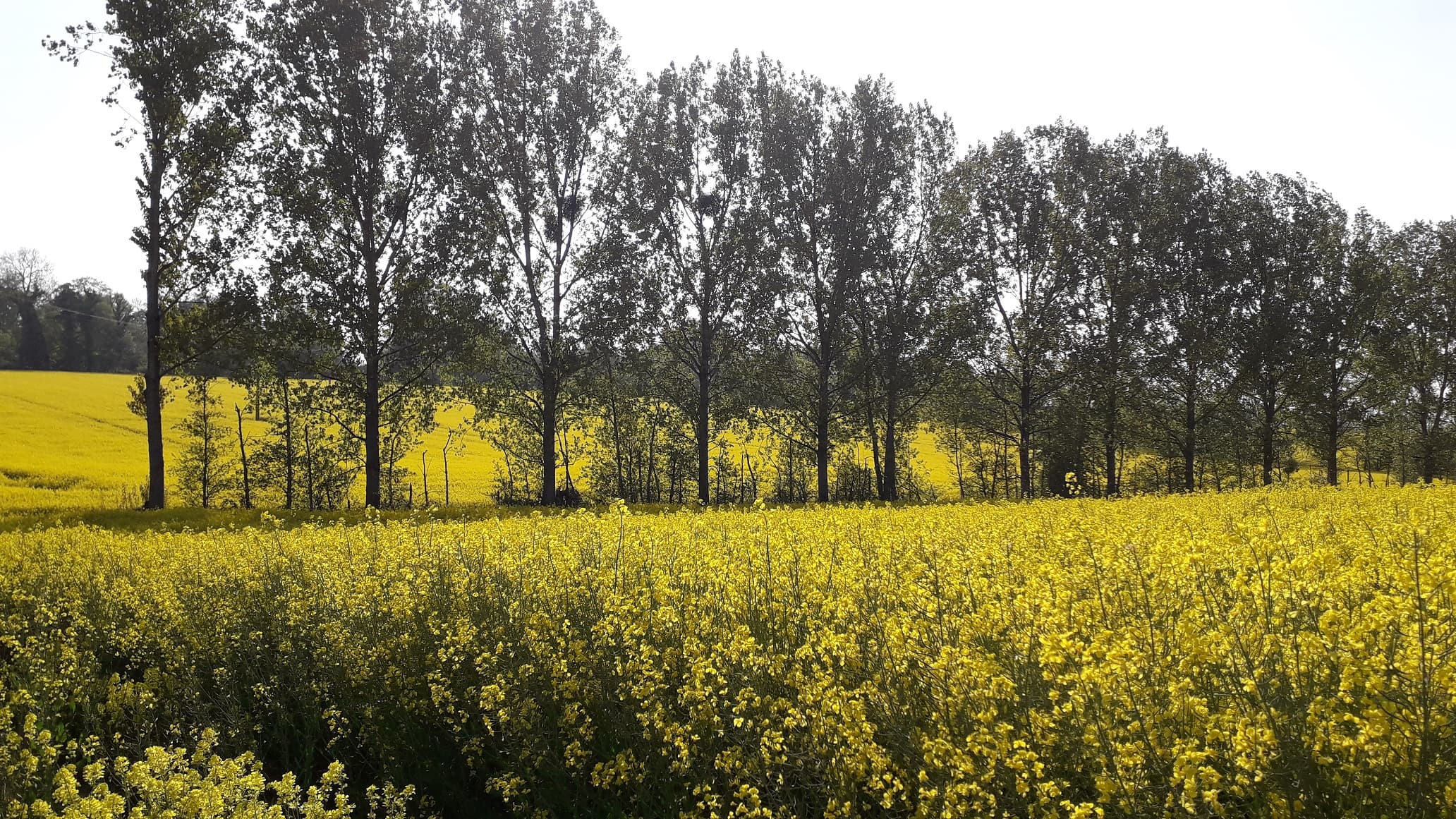 la longue période ensoleillée favorise la floraison