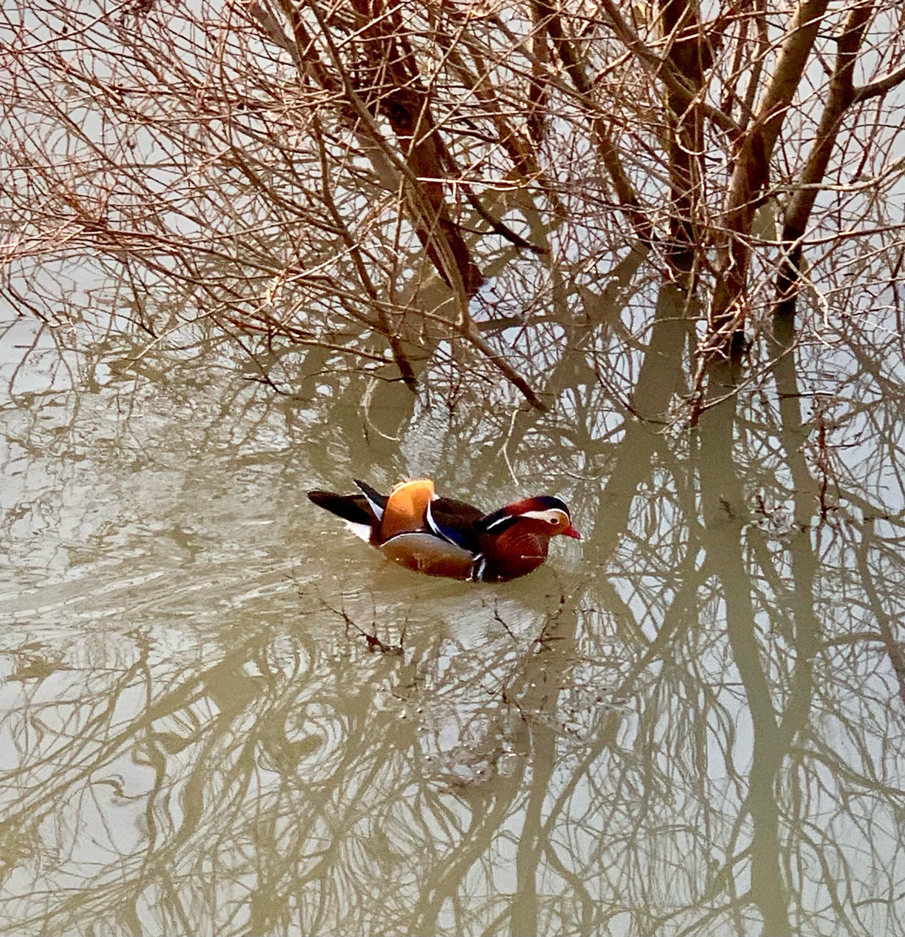 canard