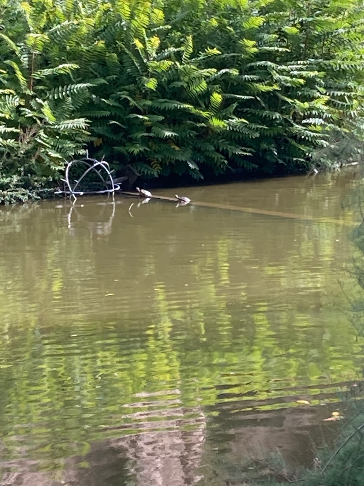 lac-a-tortus