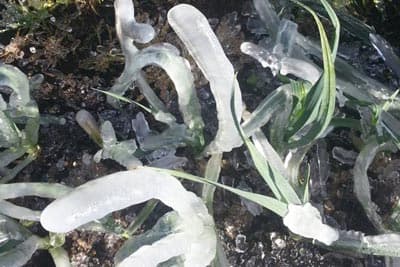 Image d'illustration pour Météo Dom Tom - Gel à la Plaine des Cafres (Réunion)