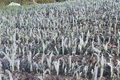 Image d'illustration pour Météo Dom Tom - Gel à la Plaine des Cafres (Réunion)