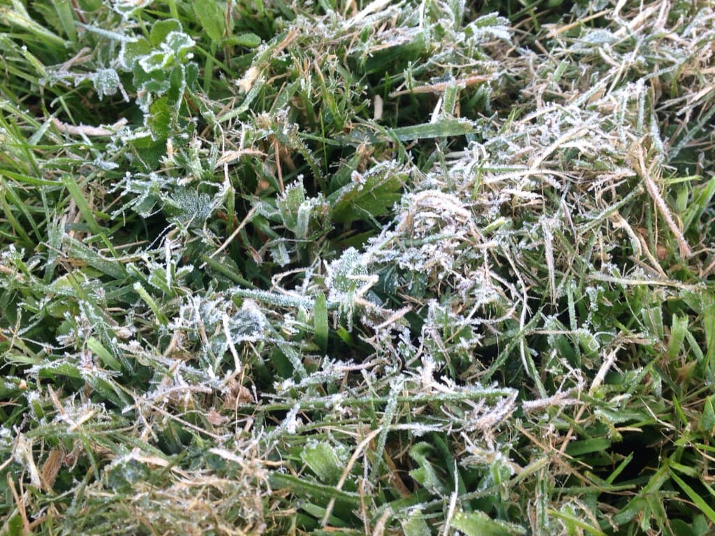 Gelée blanche en Normandie