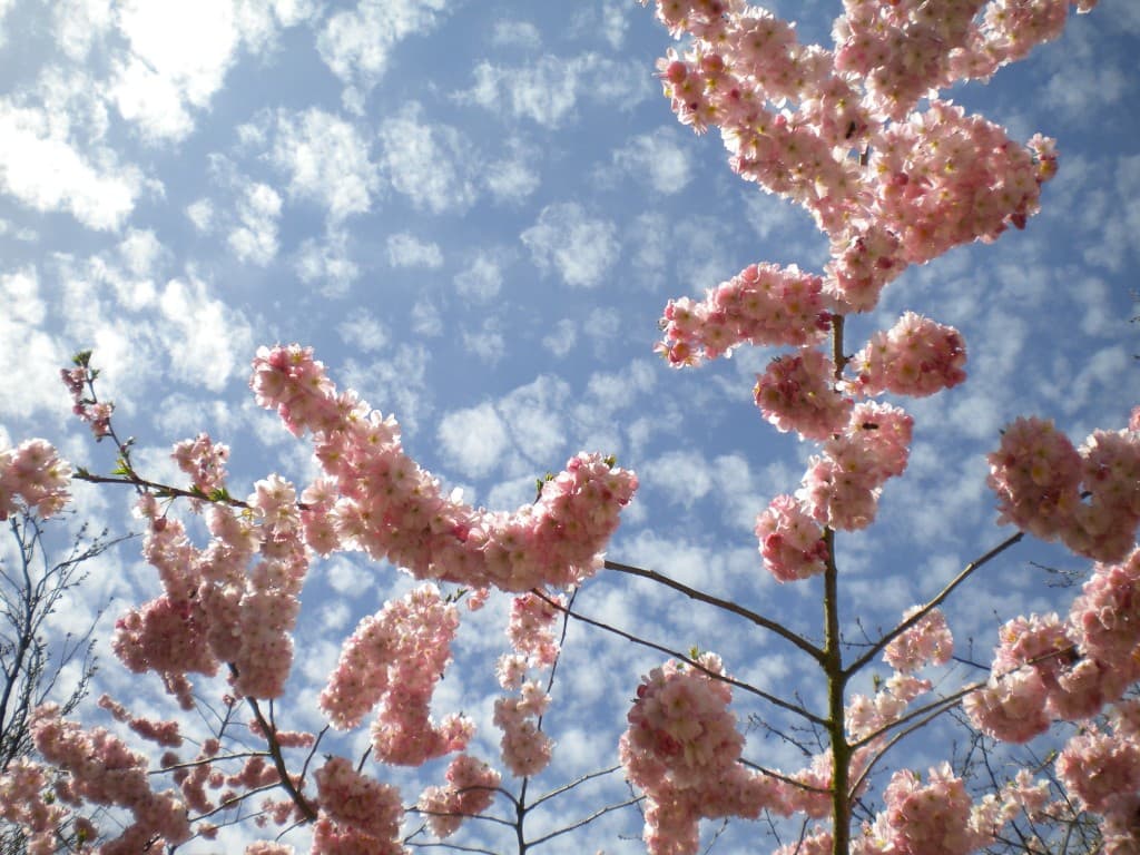 Le printemps en Normandie....