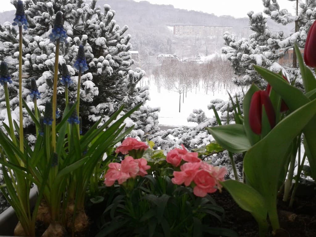 neige