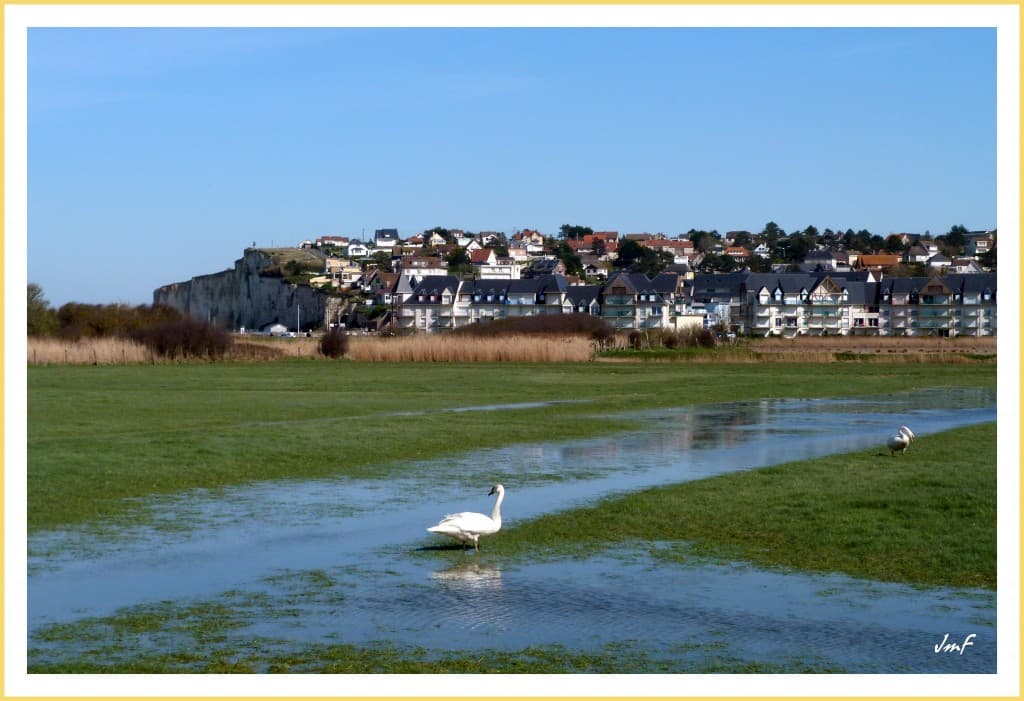 cygnes dans la vallée de l'Yères 
