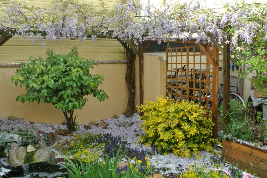 glycine grélée