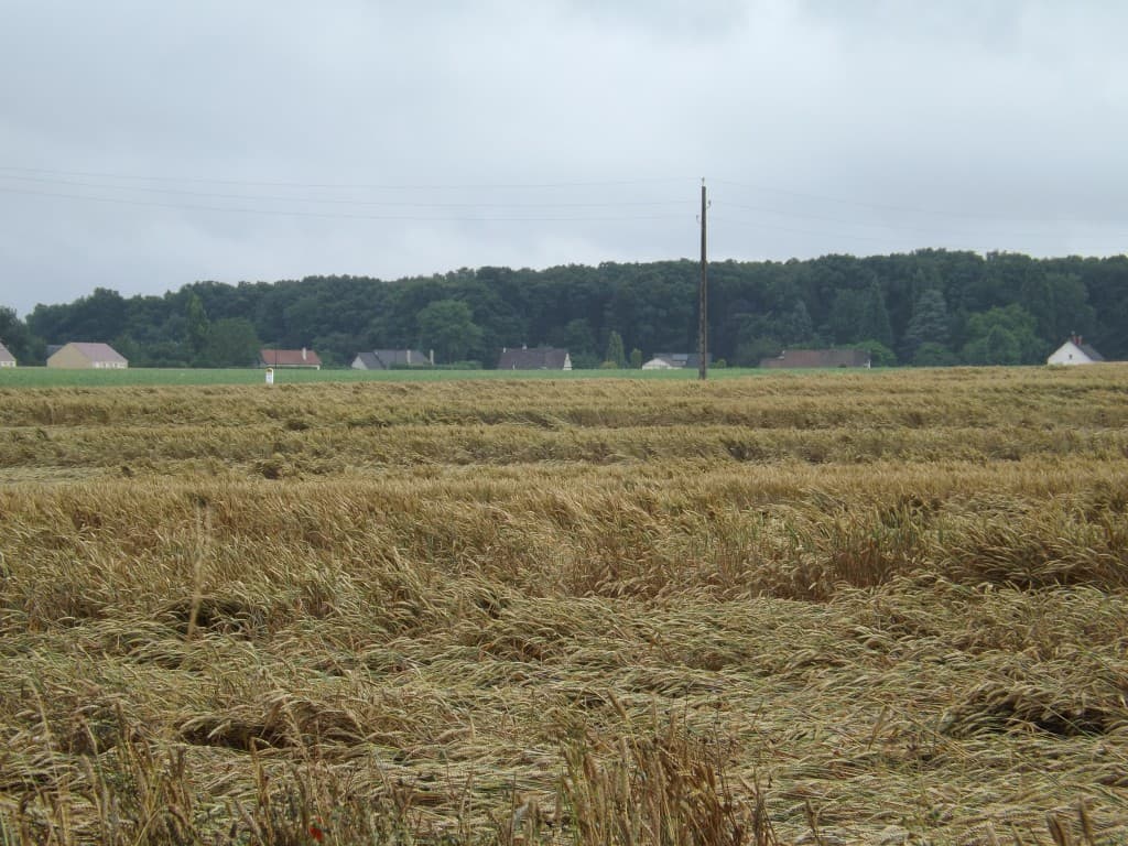Traces de tempête dans les champs