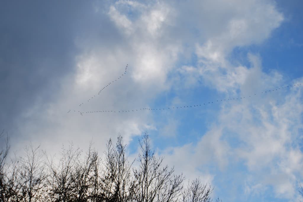 Vol de canards sauvages sur Autretot