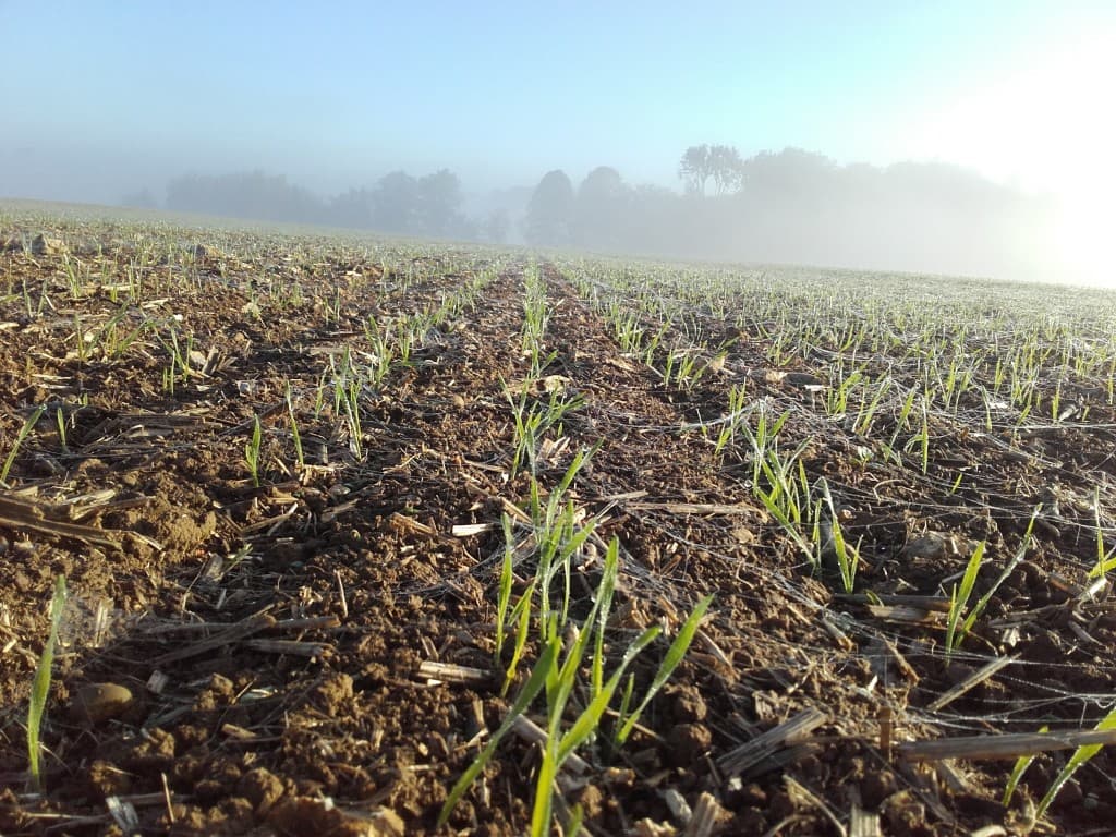 Blé dans la brume matinale