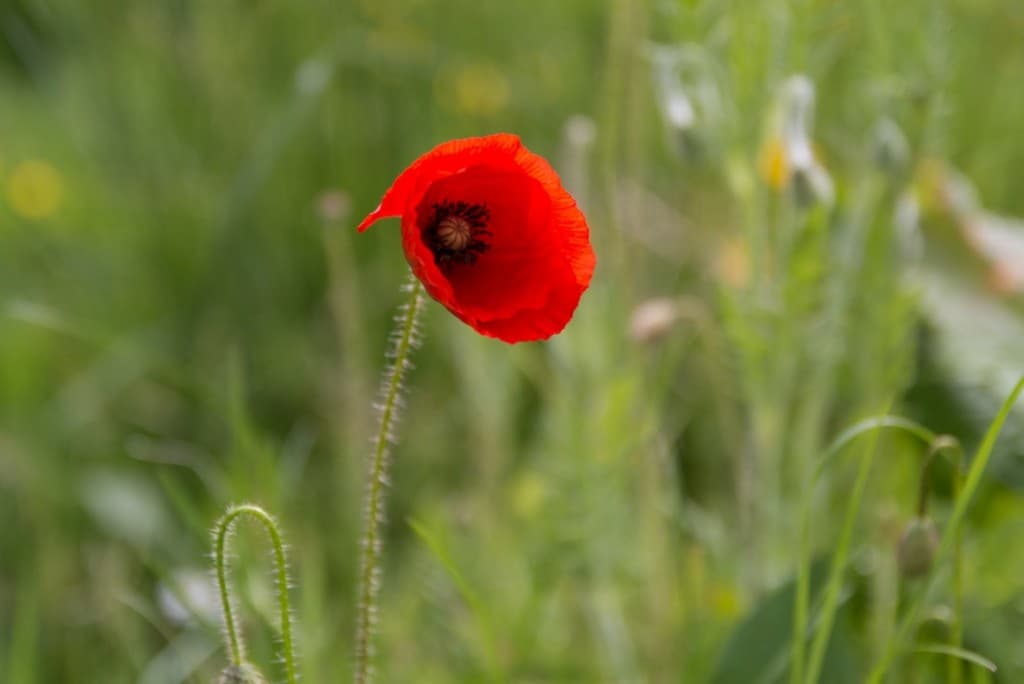 Coquelicot