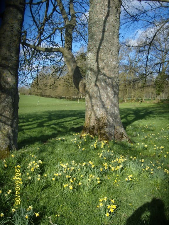 Dernières jonquilles de la saison