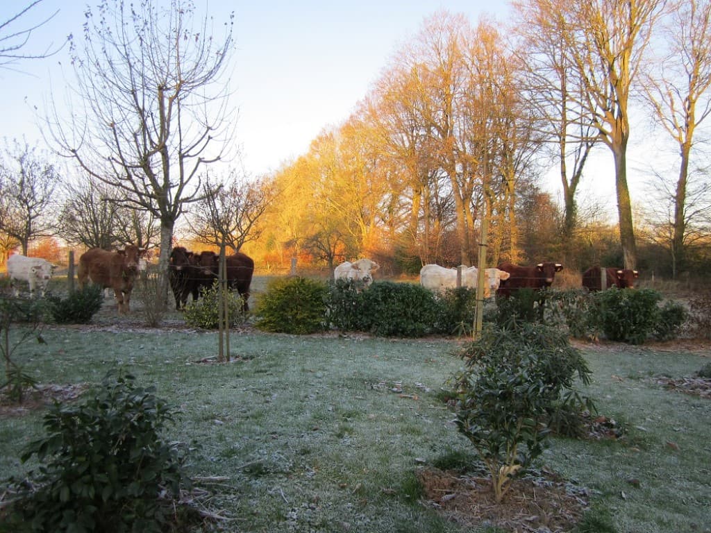 l'hiver s'installe en pays de Caux