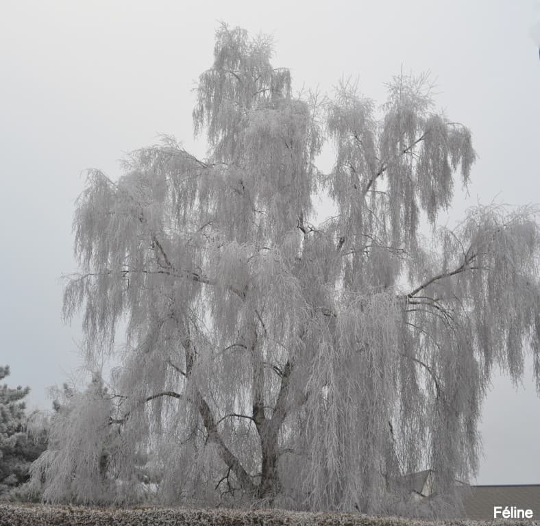 larmes de glace