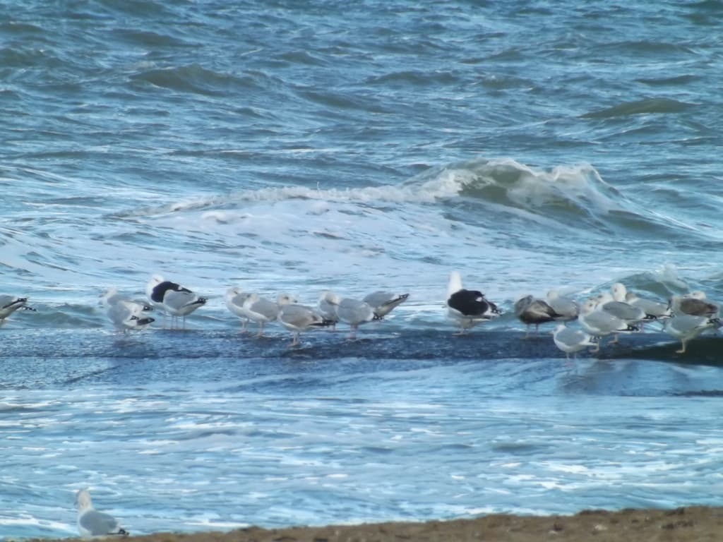 Oiseaux marins entre deux averses