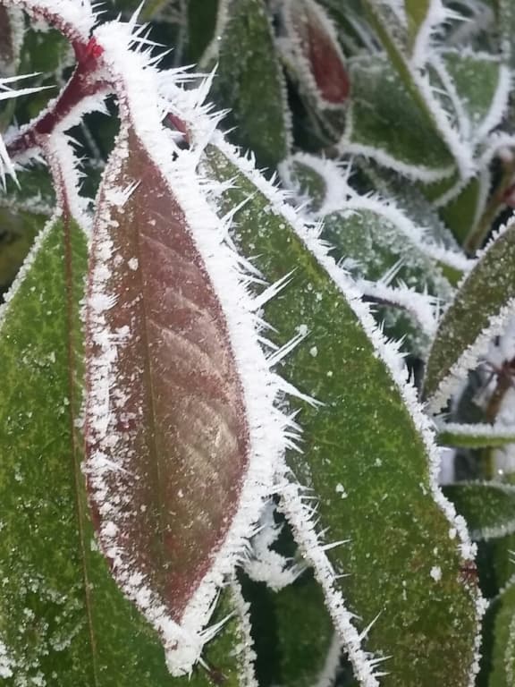 Photinia givrÃ©