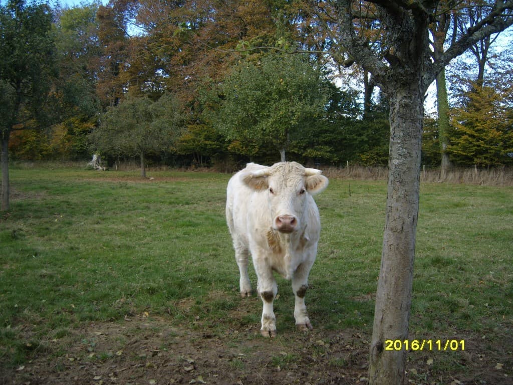 prairie cauchoise en automne