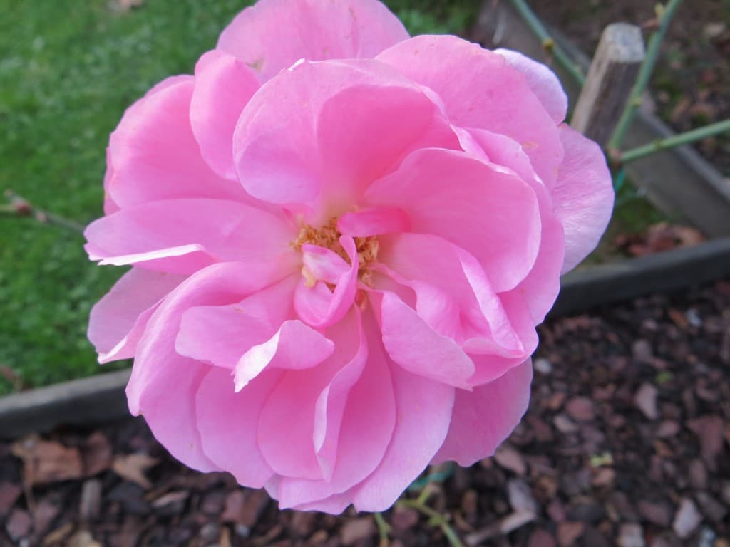 Rose du 13 janvier