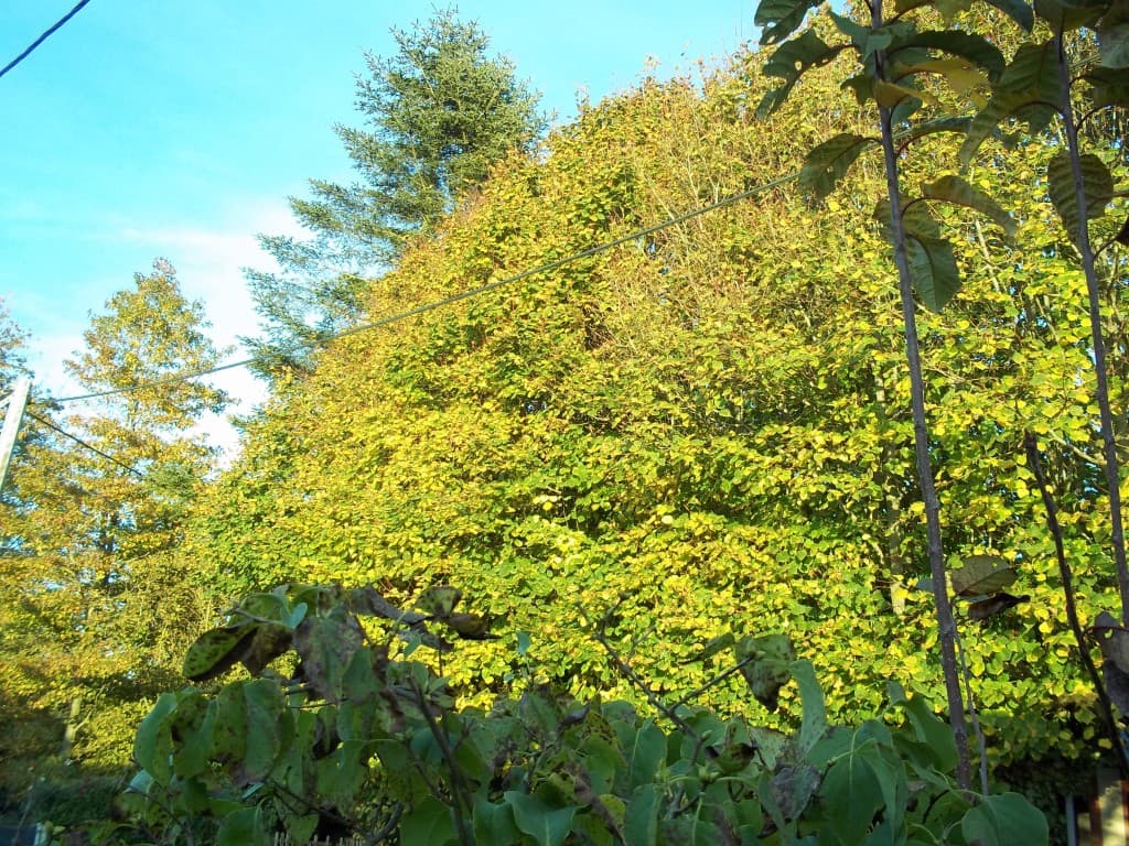 Soleil d'Automne à Bourville avec 11°
