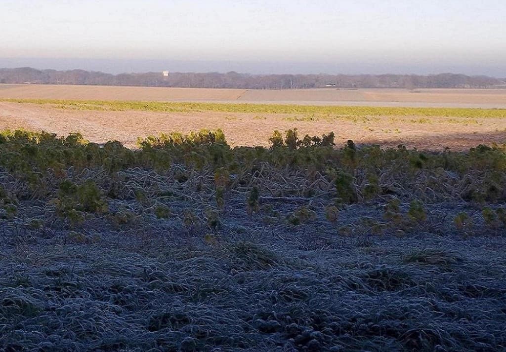 Très forte gelée -8°