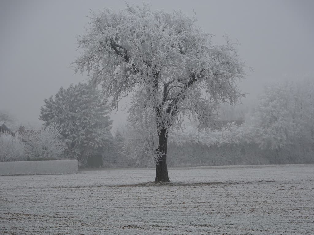Isolé, givré