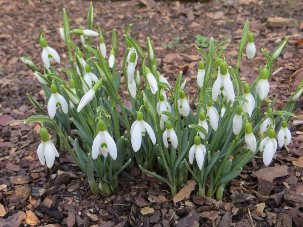 Perce-neige: touche de gaieté en hiver.