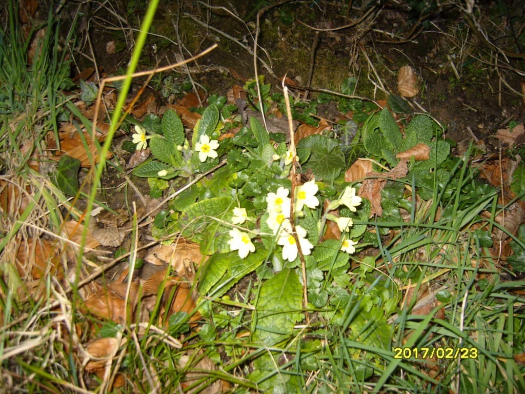 Premières primevères sauvages