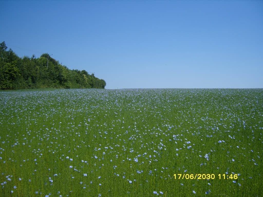 Floraison du lin en Pays de Caux