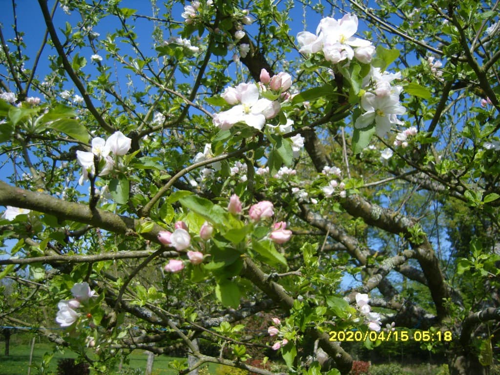 pommiers en fleurs