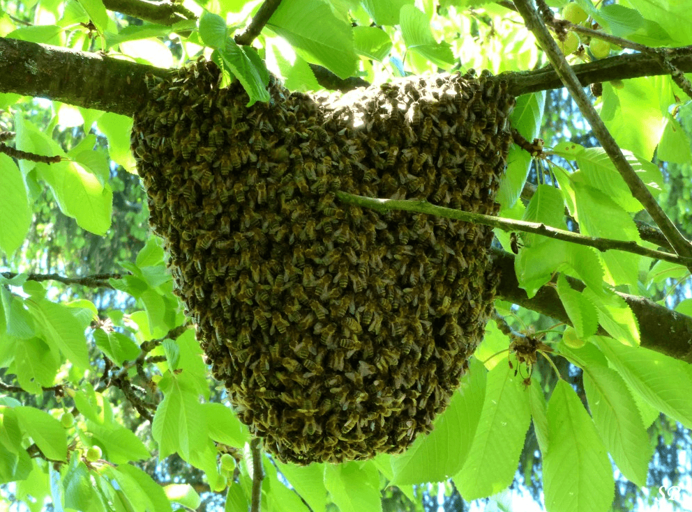 Image d'illustration pour Les abeilles au printemps : l'essaimage